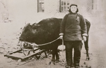老照片里的新中国丨72年前，县政府奖给她一头大牛