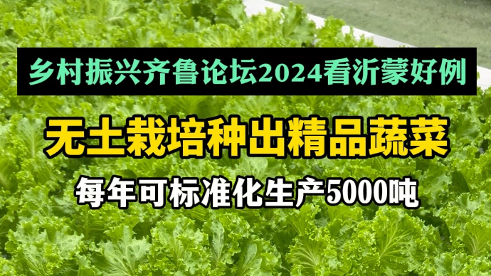 沂视频｜无土栽培种出精品兰陵菜，每年可标准化生产5000吨