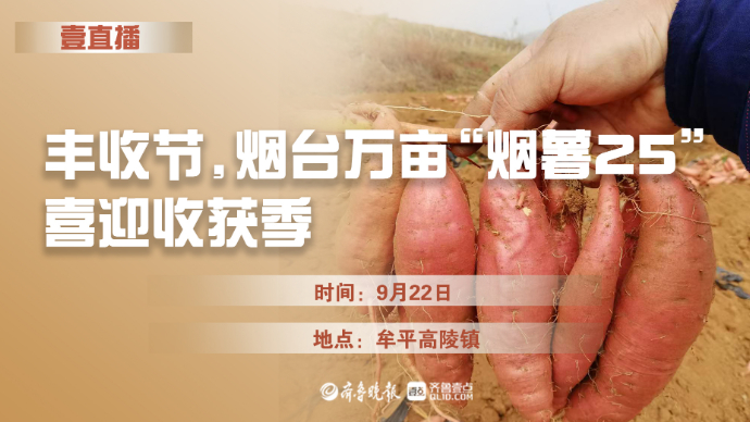壹直播|丰收节，烟台万亩“烟薯25”喜迎收获季