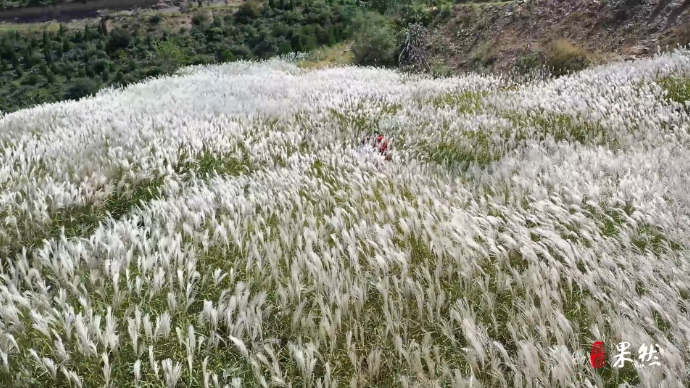 果然视频丨去“班味”的好地方！济南丁子寨荻花摇曳美如画