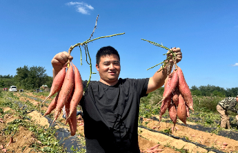 从偶然走红到风靡全国，揭秘“烟薯25”的甜蜜传奇
