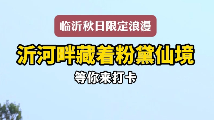 果然视频｜临沂秋日限定浪漫，沂河畔藏着粉黛仙境