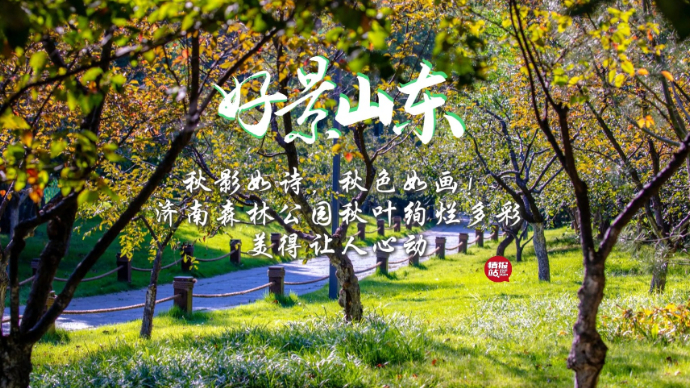 果然视频·好景山东|秋影如诗！济南森林公园绚烂多彩让人心动