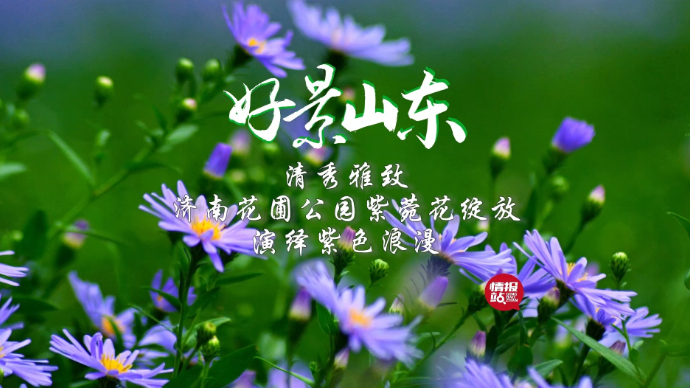 果然视频·好景山东|清秀雅致！济南花圃公园紫菀花演绎紫色浪漫