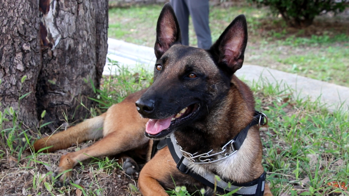 枣庄警营开放日，警犬成萌娃的“心头好”