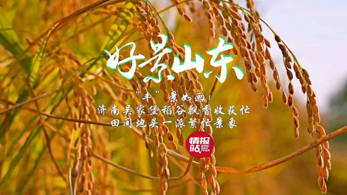 果然视频·好景山东|“丰”景如画！济南吴家堡稻谷飘香收获忙