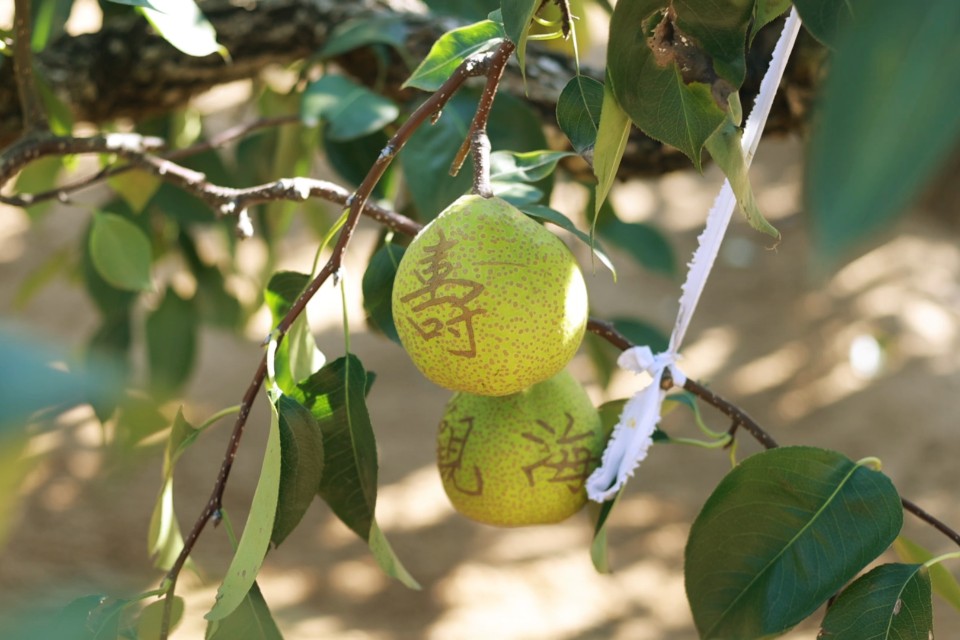 图集|莱阳梨喜迎丰收季，果农游客同忙“采摘”