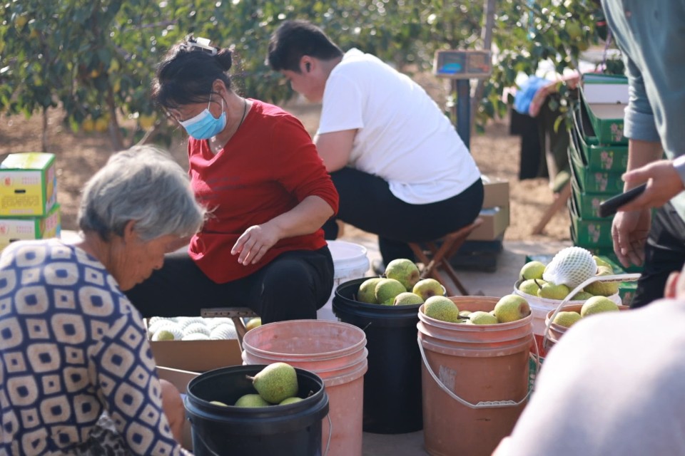 图集|莱阳梨喜迎丰收季，果农游客同忙“采摘”