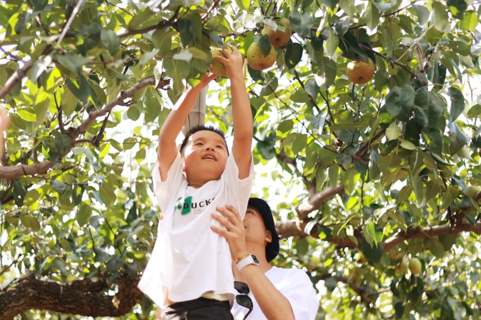 图集|莱阳梨喜迎丰收季，果农游客同忙“采摘”