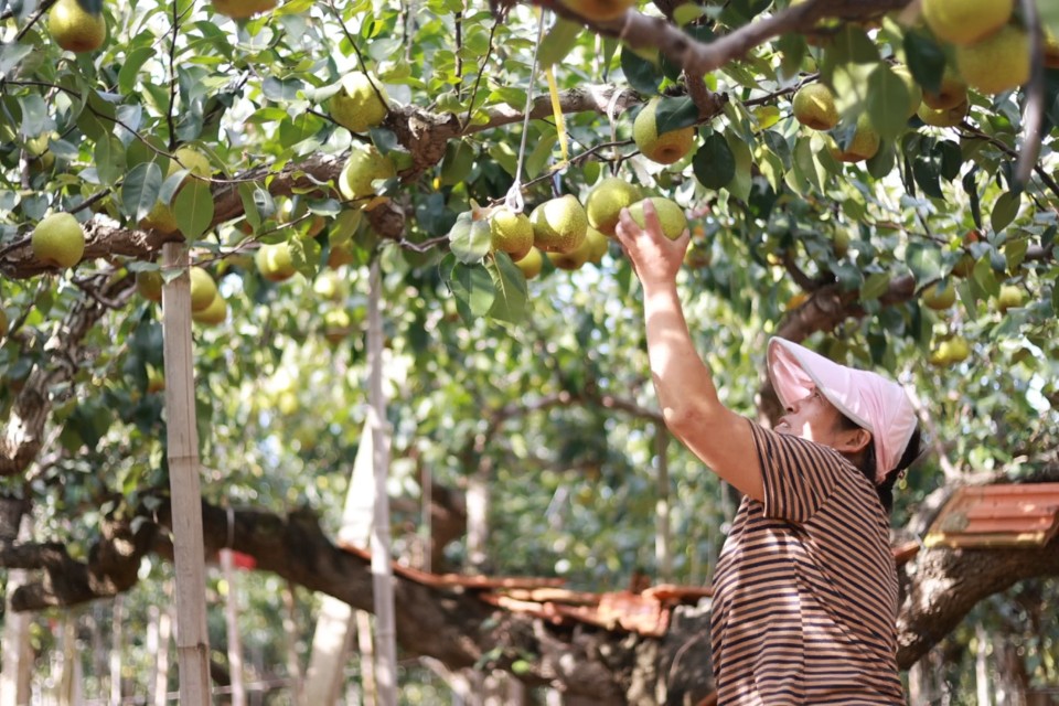 图集|莱阳梨喜迎丰收季，果农游客同忙“采摘”
