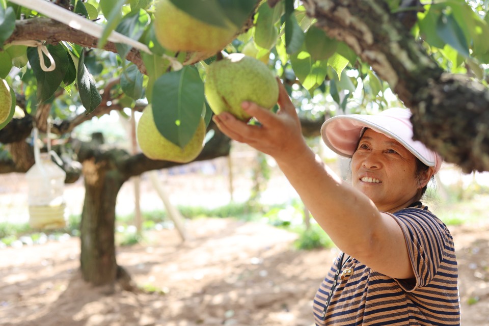 图集|莱阳梨喜迎丰收季，果农游客同忙“采摘”