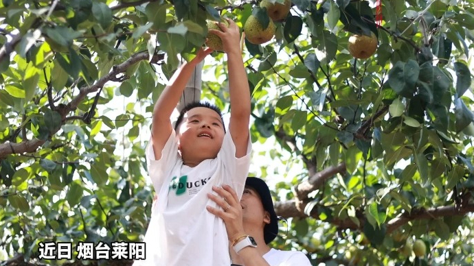 果然视频|莱阳梨喜迎丰收！晚摘保证好品质，糖度高有梨香味