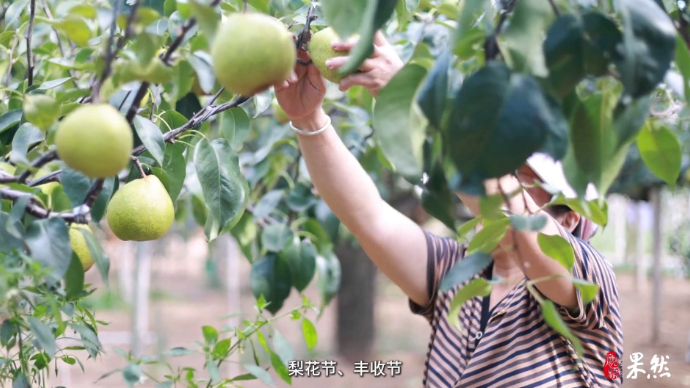 果然视频｜金秋十月梨园飘香，看梨乡人如何擦亮莱阳梨品牌