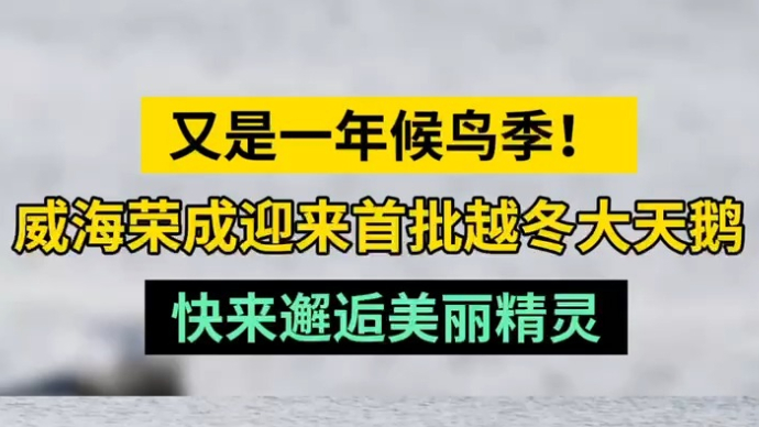 情报站|又是一年候鸟季！威海荣成迎来今年首批5只越冬大天鹅