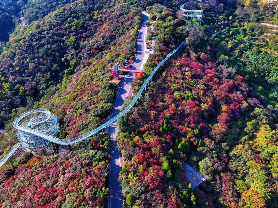 壹点图集｜秋色斑斓 国风古韵，红叶柿岩第四届红叶季启动