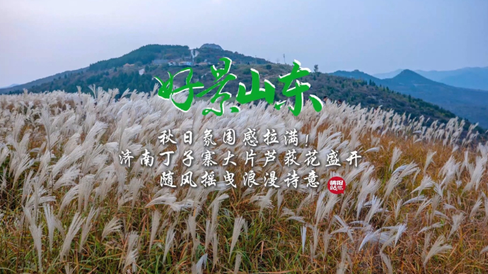 果然视频·好景山东|济南丁子寨芦荻花盛开，随风摇曳浪漫诗意