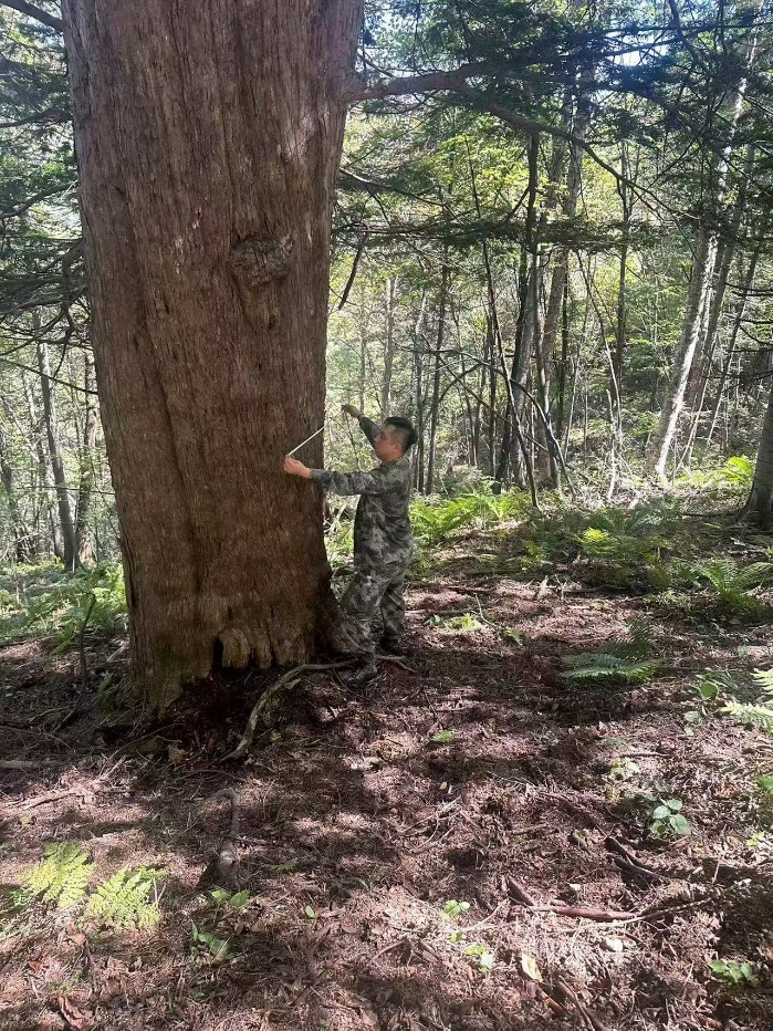 长白山发现大片一级"国保"东北红豆杉群落,含6株千年古树