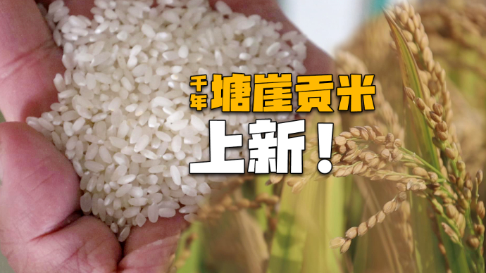 果然视频丨临沂塘崖贡米，上新！