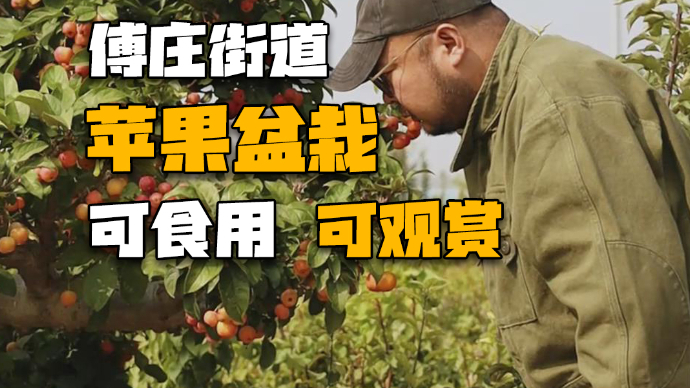 果然视频·默剧丨可观赏可食用，傅庄街道盆栽苹果金秋飘香