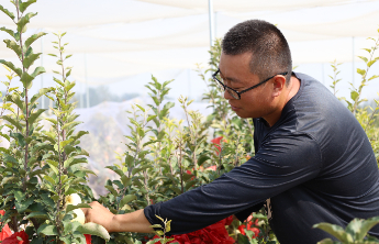 “创意＋实干”，临沂市罗庄区傅庄街道盆栽果树受青睐