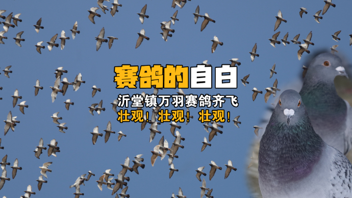 果然视频|“我要飞得更高！”一只来自罗庄区沂堂镇赛鸽的自白