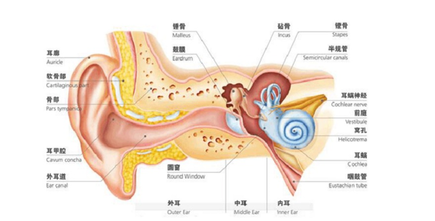 脑前庭在哪个位置图片图片