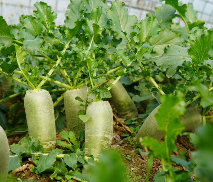 入口脆甜，后有辣味涌上，霜降以后，潍县萝卜陆续采摘上市。潍县萝卜俗称“高脚青”或“潍县青萝卜”，因原产于潍县而得名，具有浓郁独特的地方风味和鲜明的地域特点，是享誉国内外的名特优地方品种，已有300余年栽培历史。