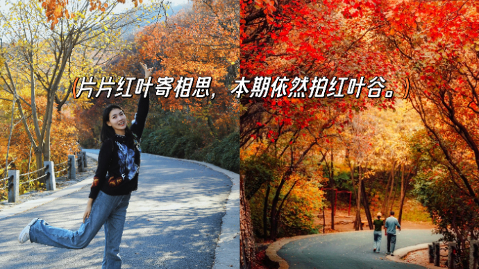 珂壹游｜错过再等一年！片片红叶寄相思，红叶谷到了最美赏景季