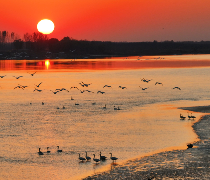 “黄河拥抱蔚蓝 我们握手世界”第二届“沿着黄河遇见海”黄河口国际观鸟季。