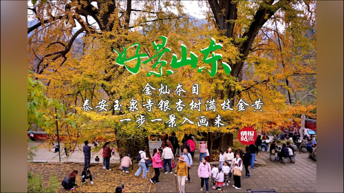 果然视频·好景山东|金灿夺目！泰安玉泉寺银杏树满枝金黄入画来