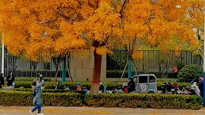 果然视频｜街头处处是美景！德州网红树引来市民打卡