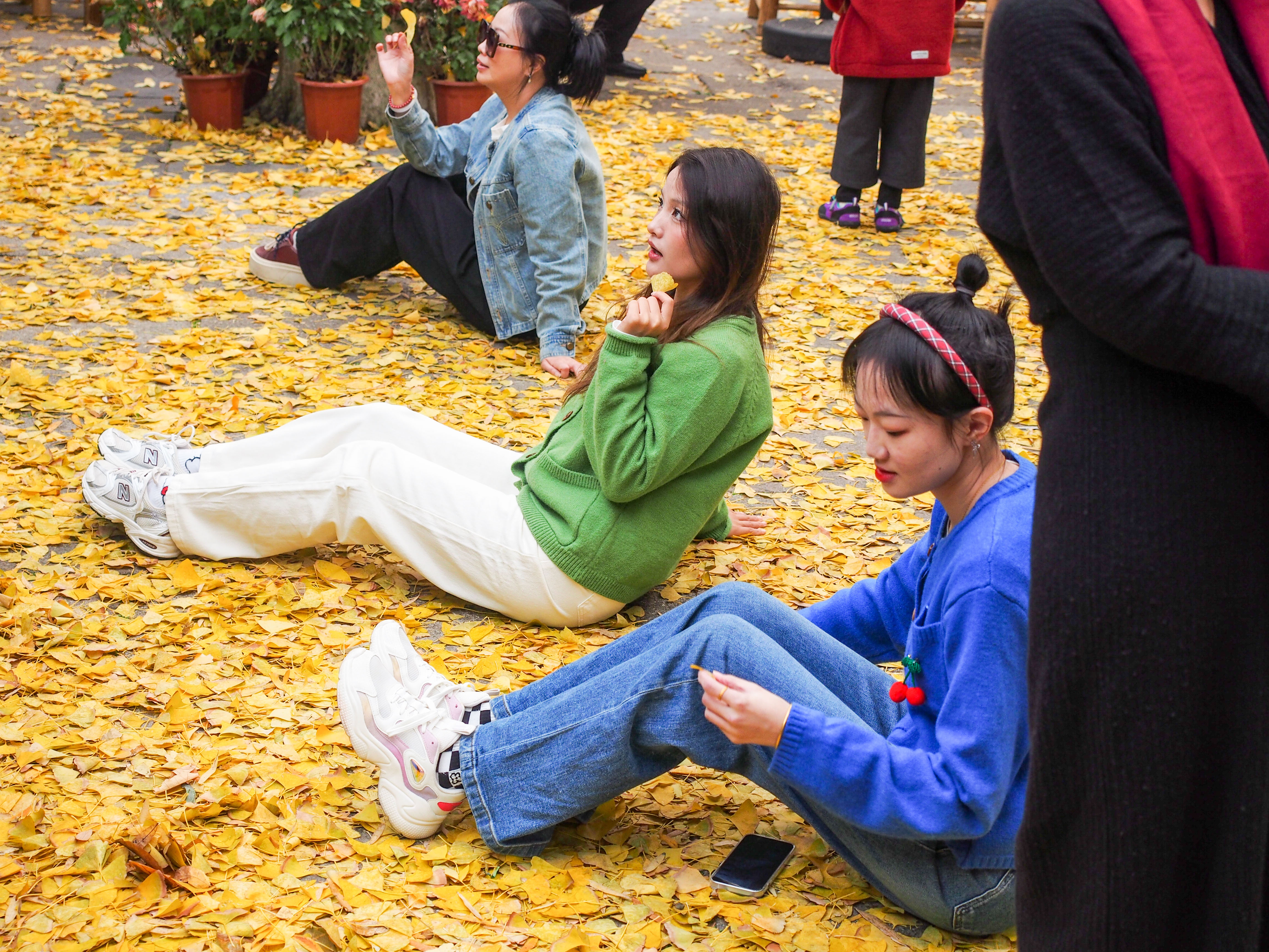 济南趵突泉景区归拢银杏叶，为游客拍照留住秋色