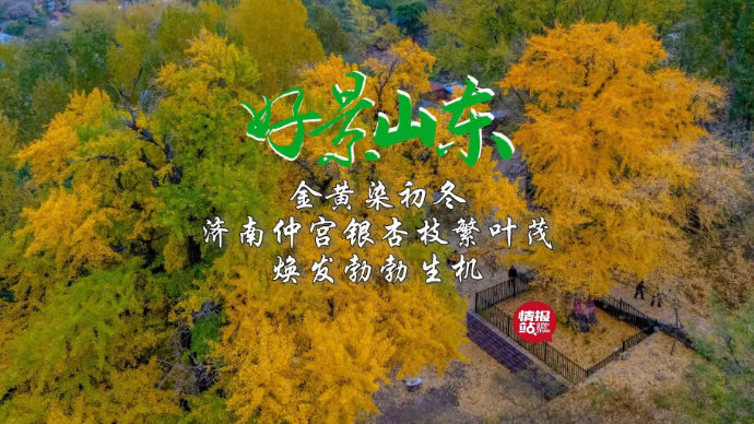 果然视频·好景山东|金黄染初冬！济南仲宫银杏枝繁叶茂明丽动人