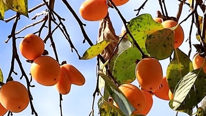 济宁邹城市：又是一年柿子红