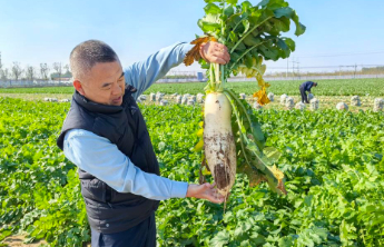 “卜”采众长，这里拔出“金萝卜”