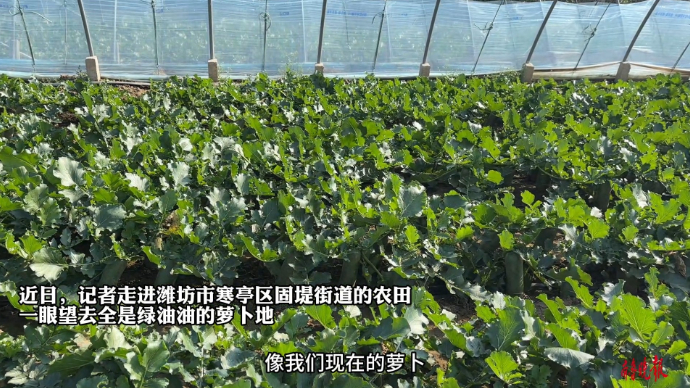 果然视频|科技赋能，潍坊郭牌农业研究院院长讲解培育萝卜技术