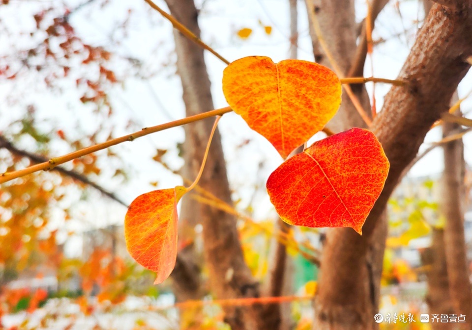 红红的乌桕树叶，依依不舍