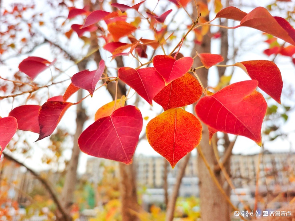 红红的乌桕树叶，依依不舍