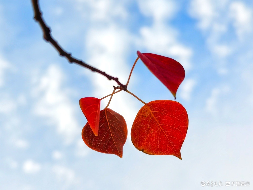 红红的乌桕树叶，依依不舍