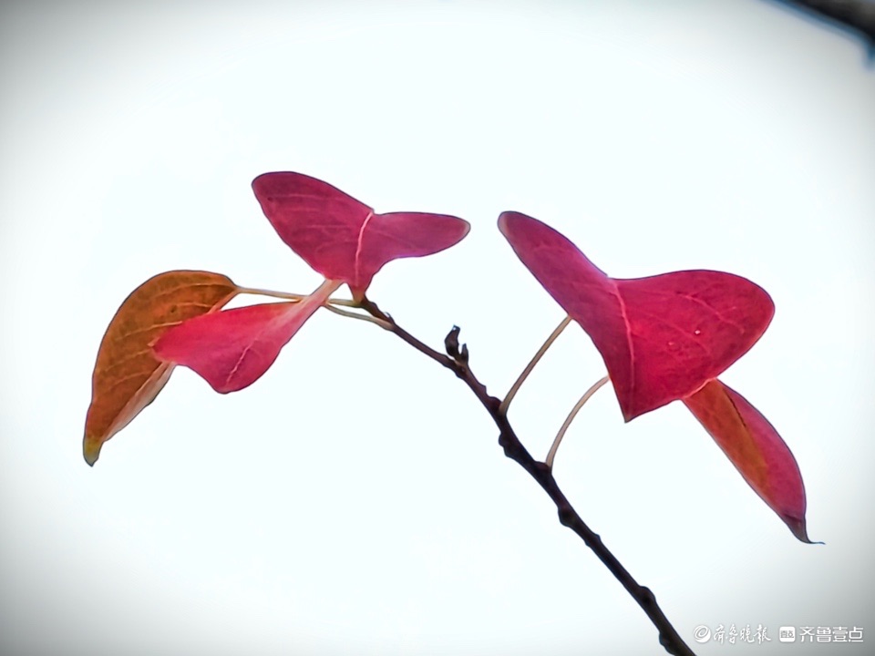 红红的乌桕树叶，依依不舍