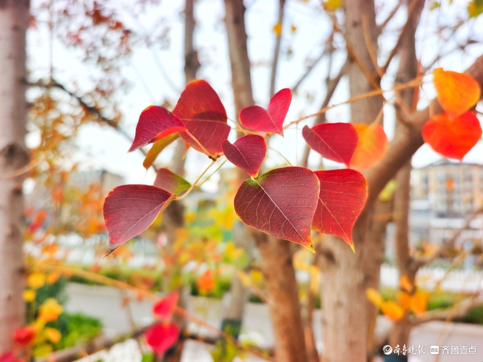 红红的乌桕树叶，依依不舍