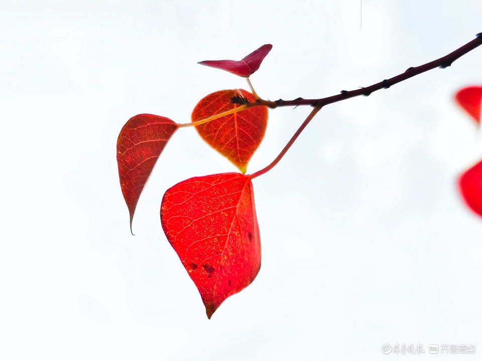 红红的乌桕树叶，依依不舍