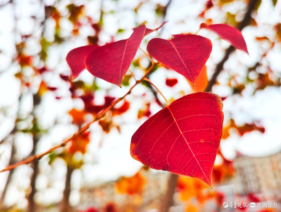 红红的乌桕树叶，依依不舍
