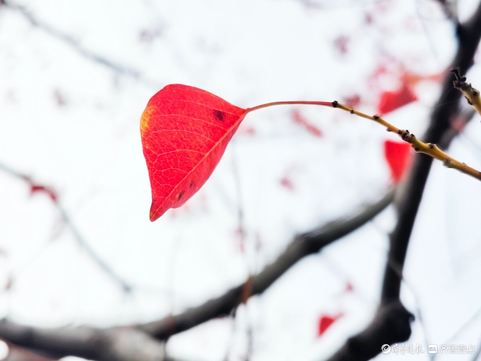 红红的乌桕树叶，依依不舍