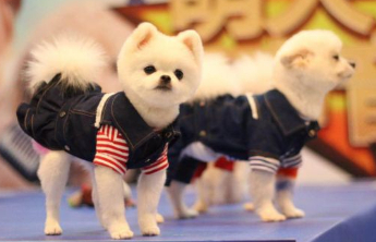 “星期宠”“美颜宠”“免费领养”……揭开宠物消费新陷阱