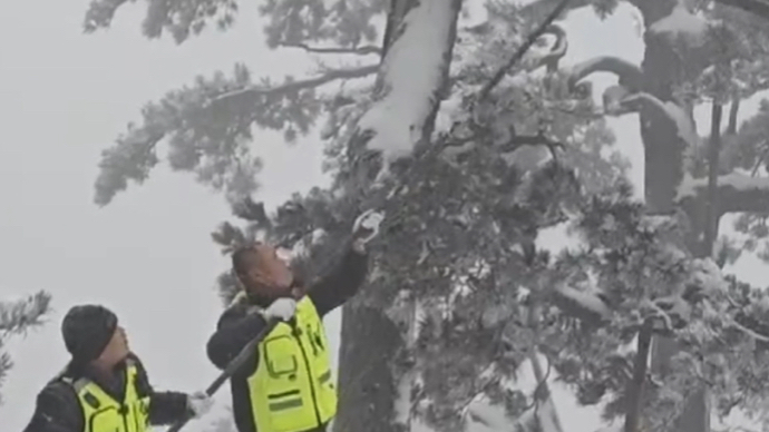 果然视频｜岱顶积雪深度近20厘米，工作人员为古树名木减负