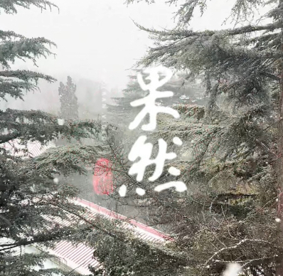 果然视频丨威海迎来今冬初雪，翩跹落处皆成诗画