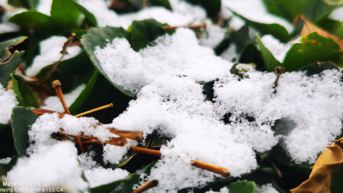 果然视频｜青岛这里下雪了！莱西迎来今冬第一场雪