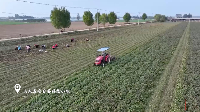 果然视频｜科技引领小甘薯发展成大产业，助力小麦繁育增收致富