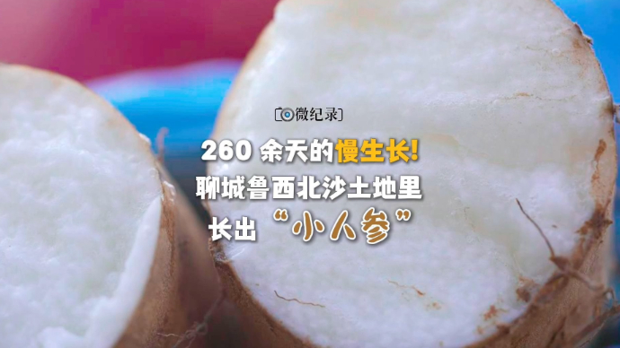 微纪录·最聊城｜260余天慢生长，鲁西北沙土地长出“小人参”